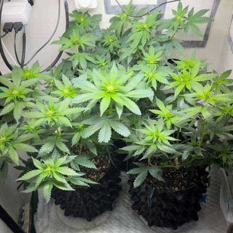 White Gorilla growlog timeline photo