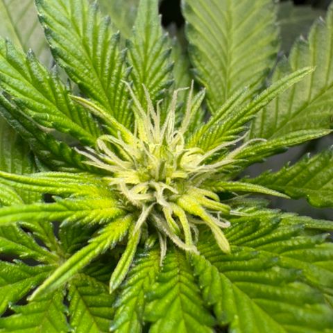 White Gorilla growlog timeline photo