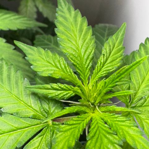 Pre98 x Kush growlog timeline photo