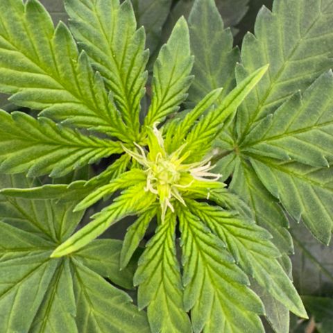 AK-47 growlog timeline photo