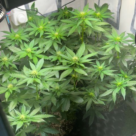 White Gorilla growlog timeline photo