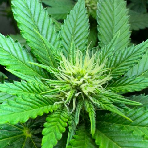 White Gorilla growlog timeline photo