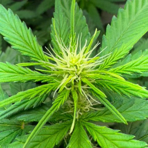 Pre98 x Kush growlog timeline photo