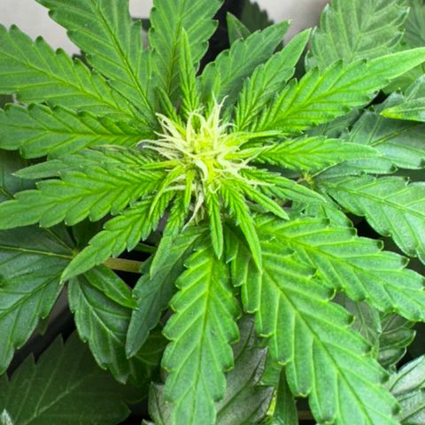 AK-47 growlog timeline photo