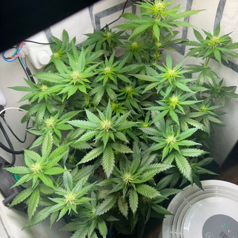 White Gorilla growlog timeline photo