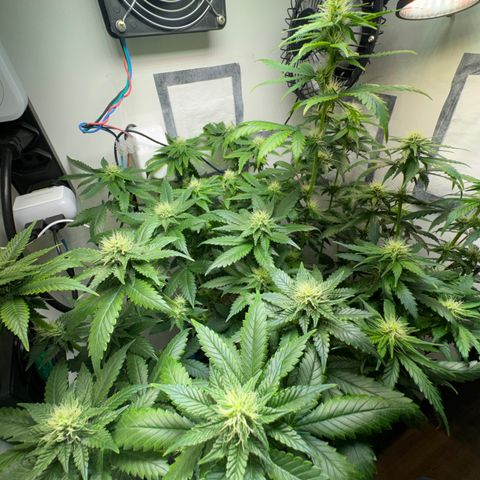 AK-47 growlog timeline photo