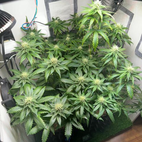 Pre98 x Kush growlog timeline photo