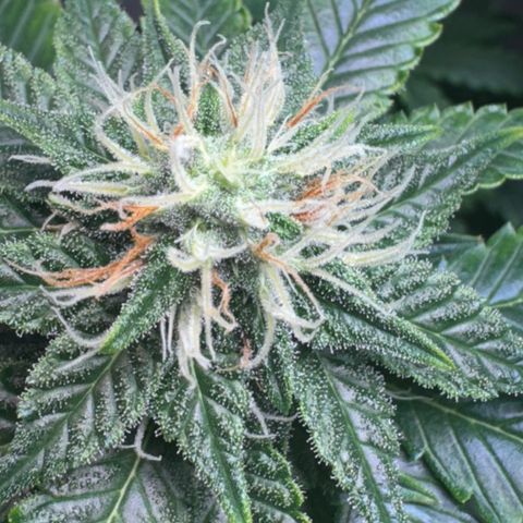 White Gorilla growlog timeline photo