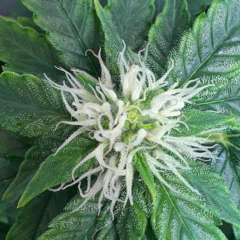 AK-47 growlog timeline photo