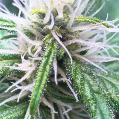 Pre98 x Kush growlog timeline photo