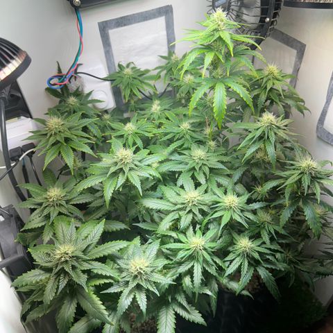White Gorilla growlog timeline photo