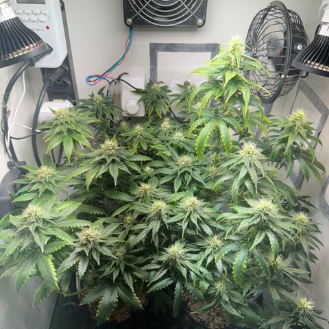 Pre98 x Kush growlog timeline photo