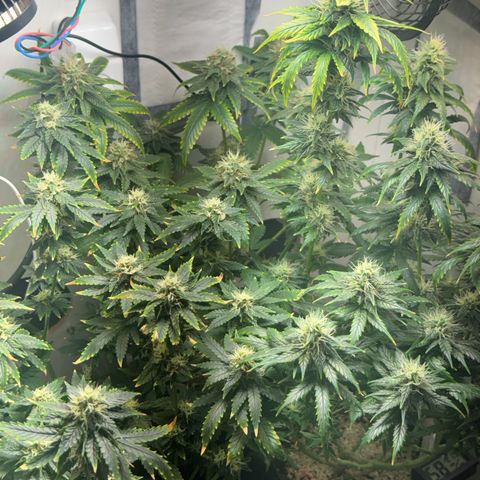 White Gorilla growlog timeline photo