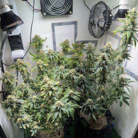 AK-47 growlog timeline photo