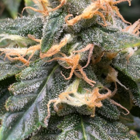 AK-47 growlog timeline photo