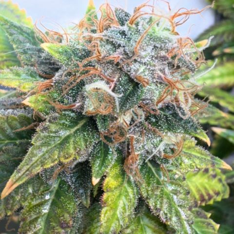 White Gorilla growlog timeline photo