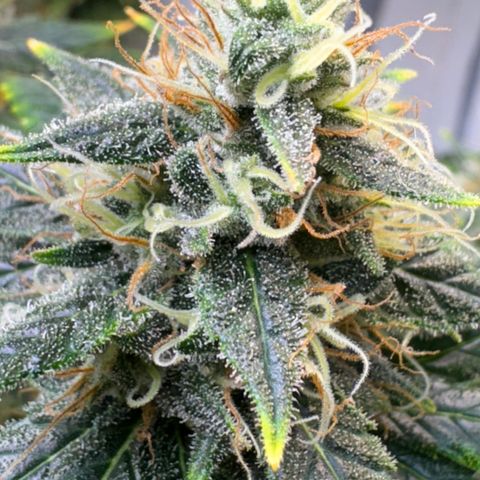 Pre98 x Kush growlog timeline photo