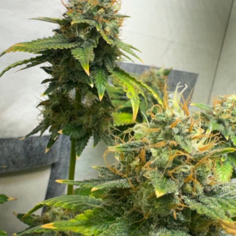 White Gorilla growlog timeline photo