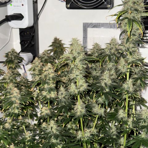 AK-47 growlog timeline photo