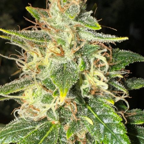 Pre98 x Kush growlog timeline photo