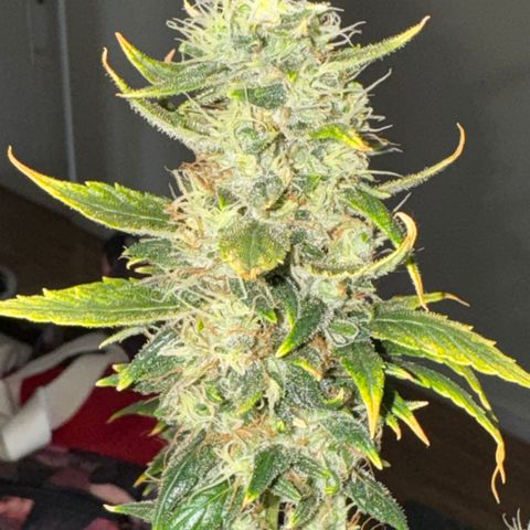 Pre98 x Kush growlog timeline photo
