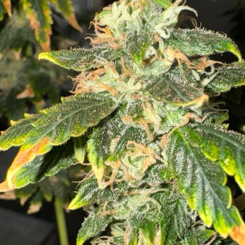 AK-47 growlog timeline photo
