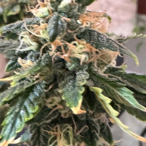 AK-47 growlog timeline photo