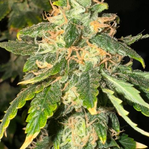 AK-47 growlog timeline photo