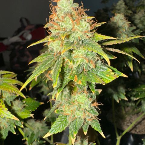 White Gorilla growlog timeline photo