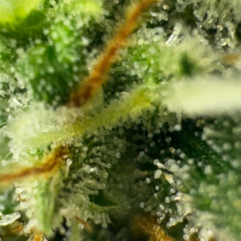 Pre98 x Kush growlog timeline photo