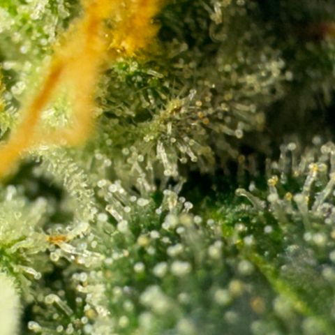 Pre98 x Kush growlog timeline photo