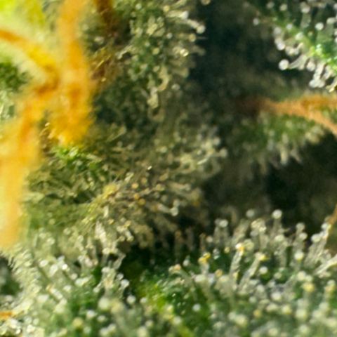 Pre98 x Kush growlog timeline photo