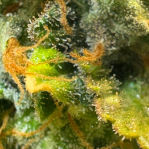 AK-47 growlog timeline photo