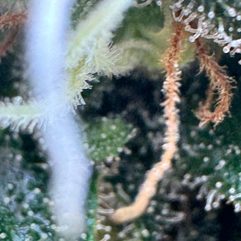 AK-47 growlog timeline photo