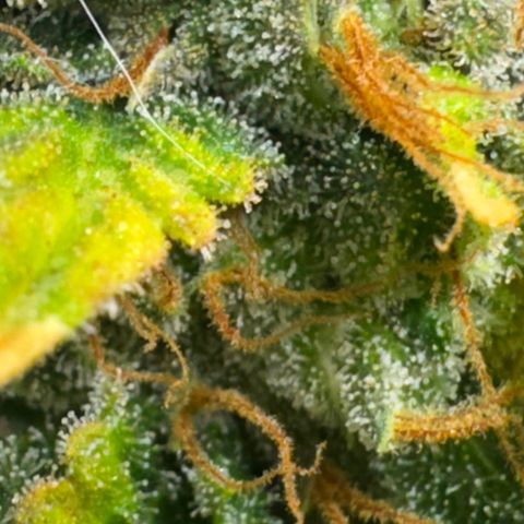 White Gorilla growlog timeline photo