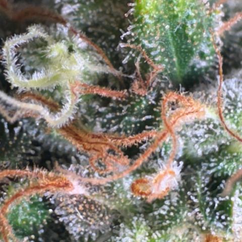 White Gorilla growlog timeline photo