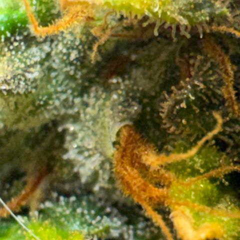 AK-47 growlog timeline photo