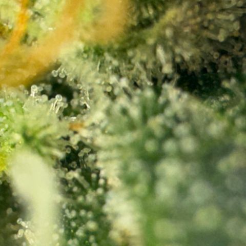 Pre98 x Kush growlog timeline photo