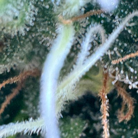 AK-47 growlog timeline photo