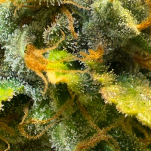 White Gorilla growlog timeline photo