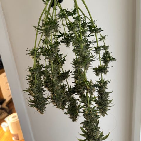 Pre98 x Kush growlog timeline photo