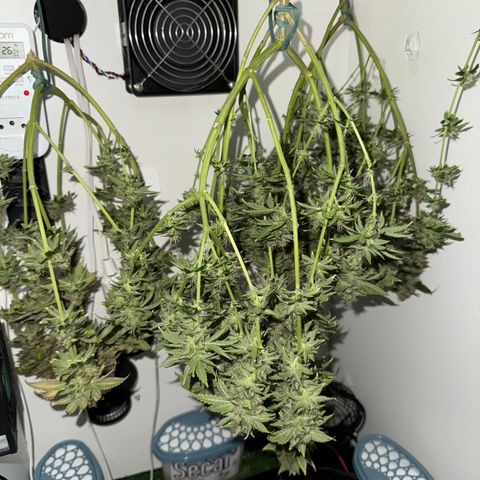 Pre98 x Kush growlog timeline photo