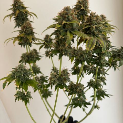 White Gorilla growlog timeline photo