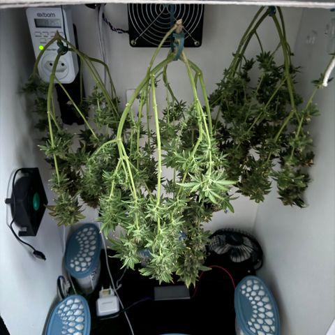 White Gorilla growlog timeline photo