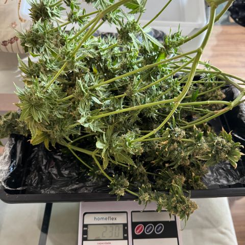 AK-47 growlog timeline photo