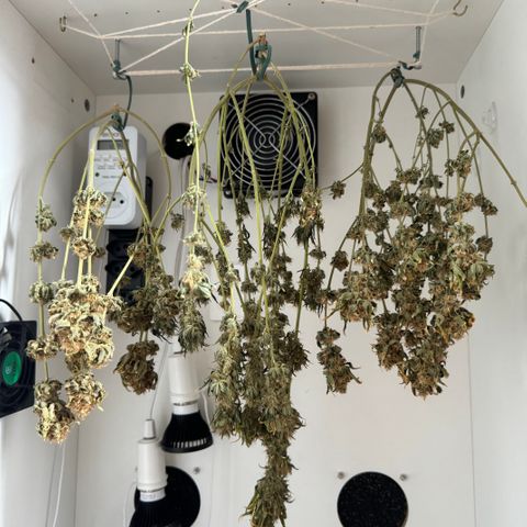 AK-47 growlog timeline photo