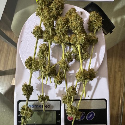 White Gorilla growlog timeline photo