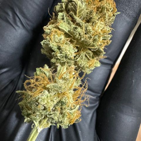 White Gorilla growlog timeline photo