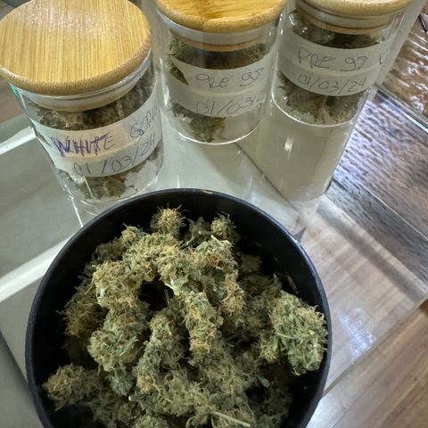 Pre98 x Kush growlog timeline photo