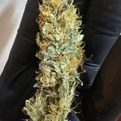 Pre98 x Kush growlog timeline photo